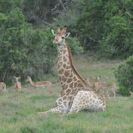 Hopewell Private Game Reserve Buyskloof Экстерьер фото