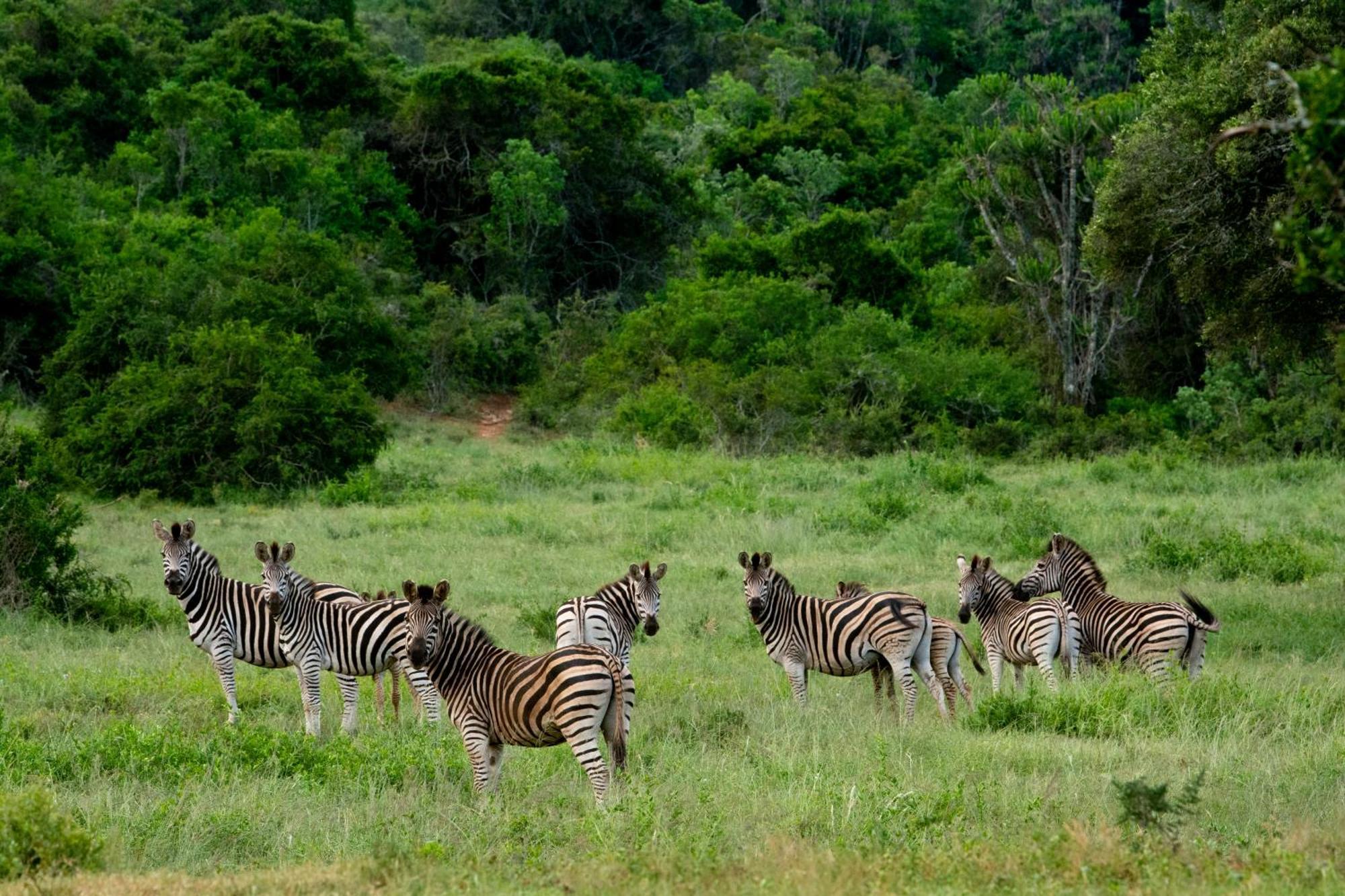 Hopewell Private Game Reserve Buyskloof Экстерьер фото