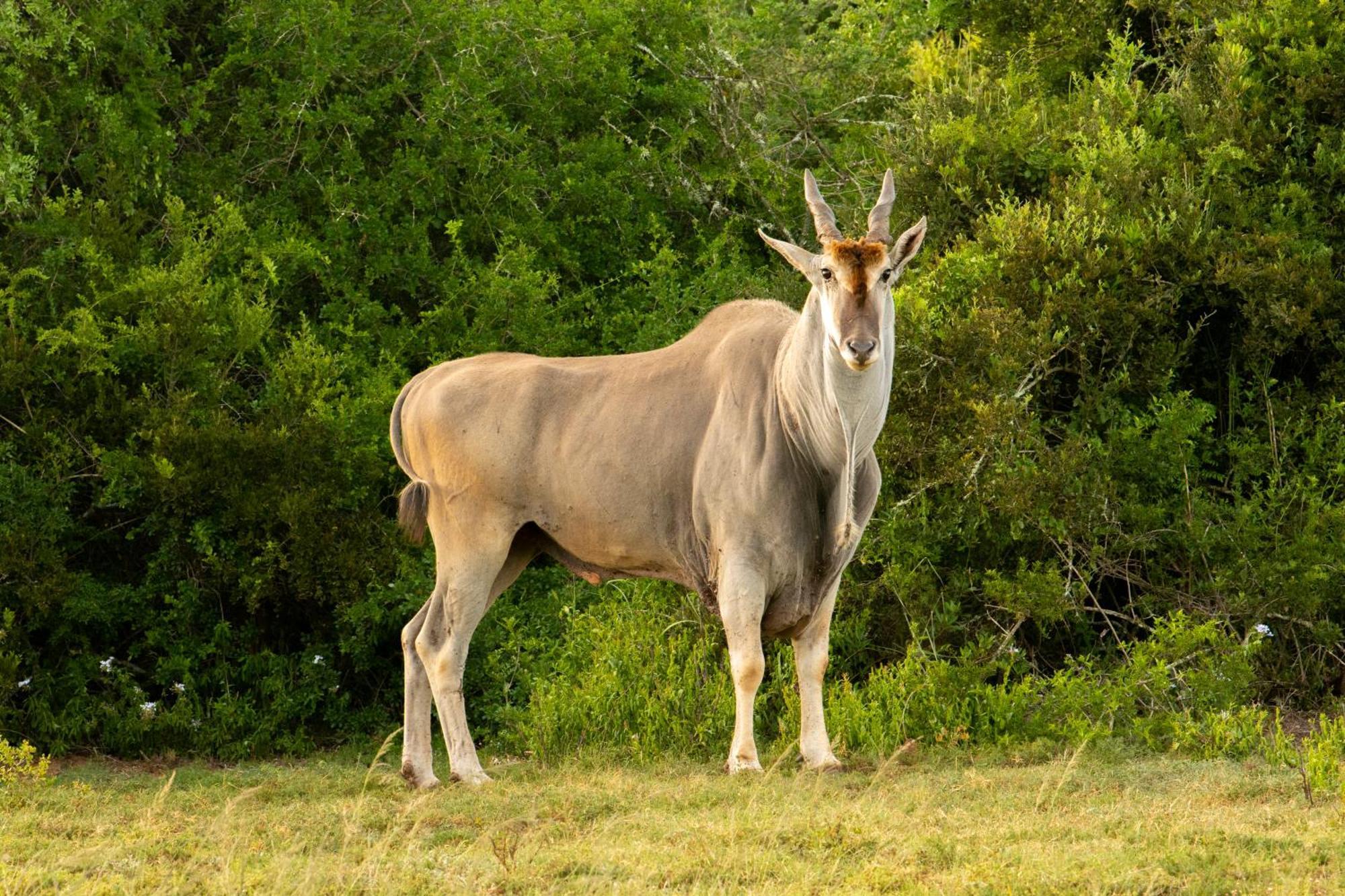 Hopewell Private Game Reserve Buyskloof Экстерьер фото