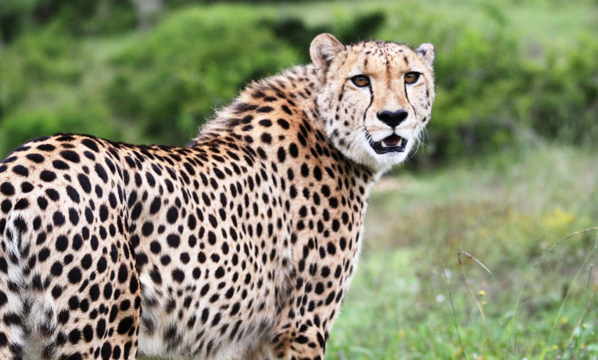 Hopewell Private Game Reserve Buyskloof Экстерьер фото