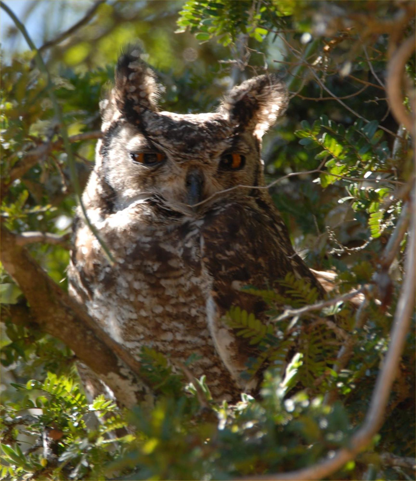 Hopewell Private Game Reserve Buyskloof Экстерьер фото