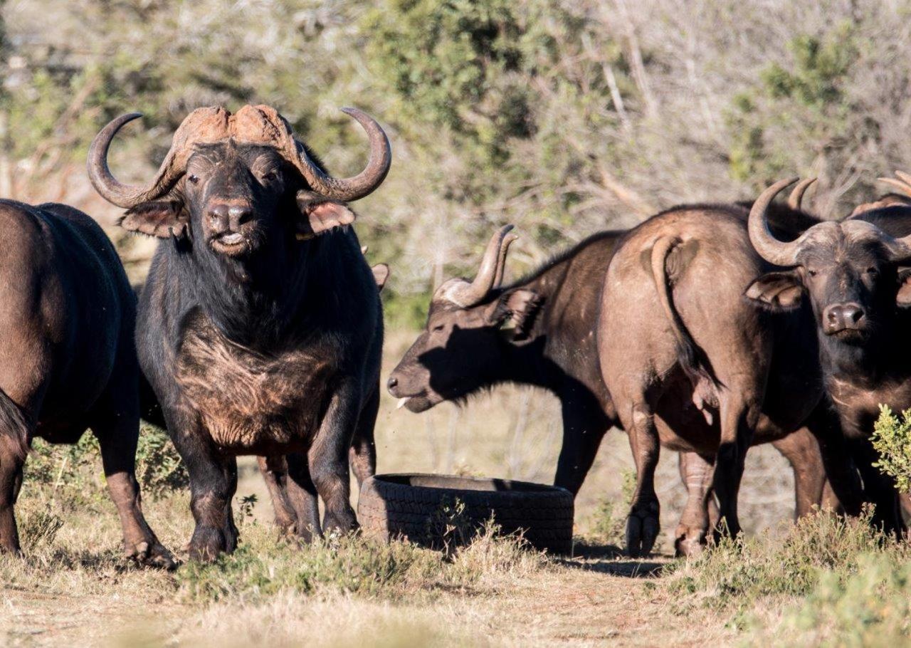 Hopewell Private Game Reserve Buyskloof Экстерьер фото