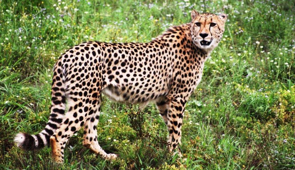 Hopewell Private Game Reserve Buyskloof Экстерьер фото