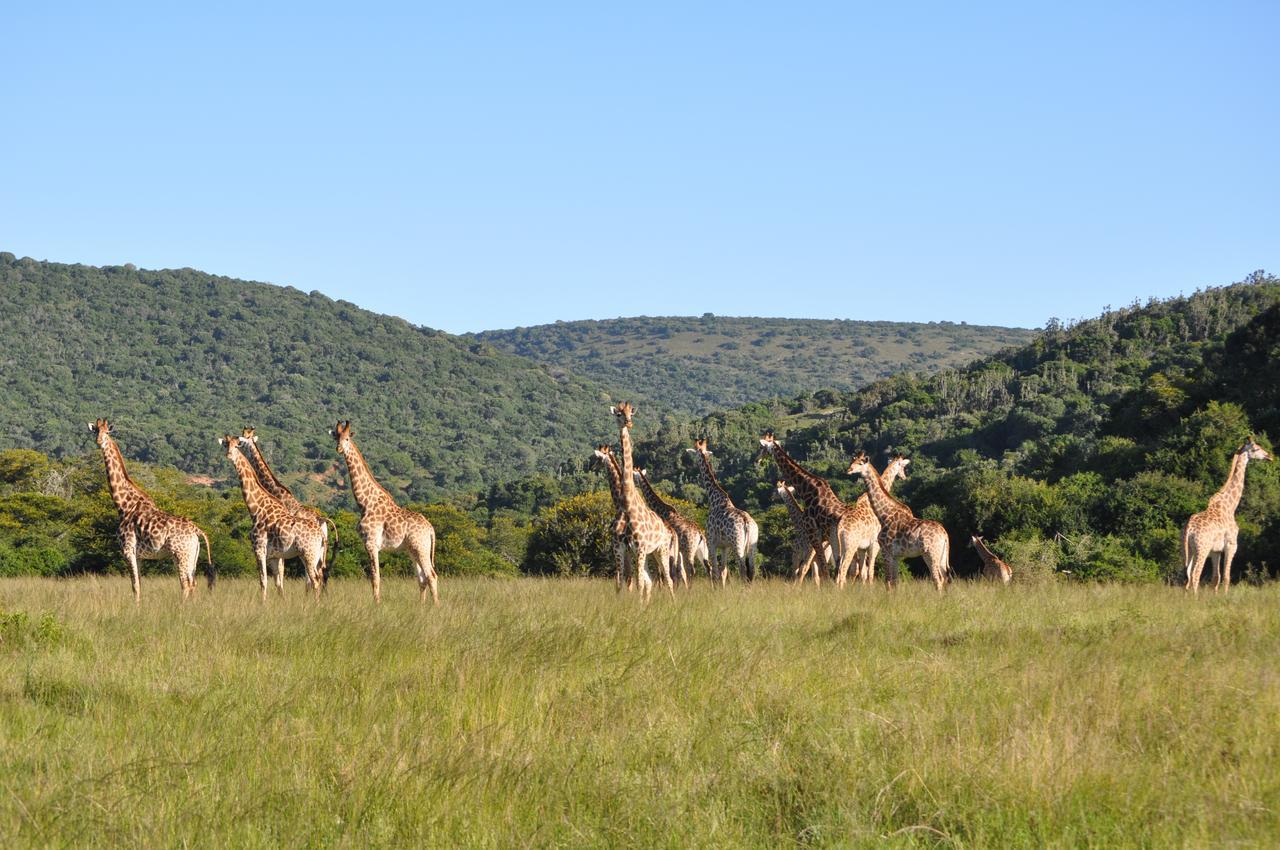 Hopewell Private Game Reserve Buyskloof Экстерьер фото